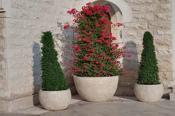 landscape plants in dubai